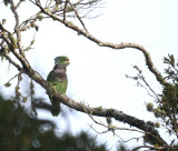 Vinaceous Parrot