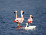 Chilean Flamingo  & Coscoroba Swan