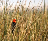 Scarlet-headed Blackbird