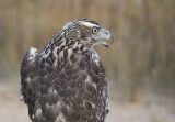 Northern Goshawk juvenile male