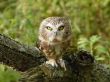 Northern Saw-whet Owl