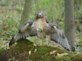 Red-tailed Hawk