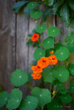 Nasturtiums