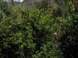 r. roxburghii, Chestnut Rose