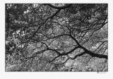 treescape.jpg