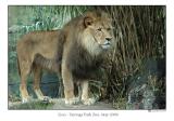 lion4.jpg