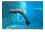 seal1.jpg