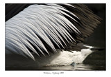 pelican.jpg