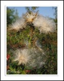 Thistle