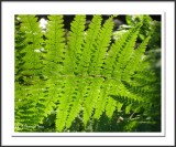 Fern