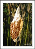 Milkweed