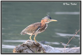 Juvenile Green Heron