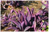 Purple Wandering Jew