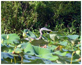 Camoflauge Heron