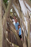 In the Banyan Tree (near Turtle Bay Resort)