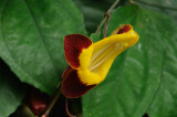 At the Waimea Botannical Gardens