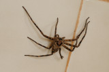 Bathroom visitor