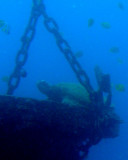Turtle through the Atlantis Porthole