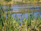 estuary - coots.JPG