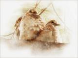 mourning doves