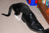 Dont even want to know why he is sticking his head in my husbands shoe.