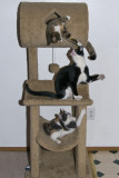 My pet family - 2009
