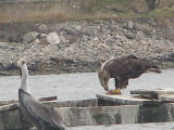 Raptor, Eagle Bald 12-08 Hampton CBC a5.JPG