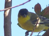 goldfinch, lesser SFCA 10-08a.JPG