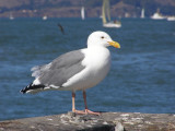 Gull, Herring SFCA 10-08 c.JPG