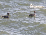 Duck Eider king CBBT 1-09 ee.JPG