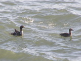 Duck Eider king CBBT 1-09 ef.JPG