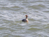 Duck Eider king CBBT 1-09 ga.JPG