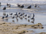 Gulls 1st Landing 3-08 b.JPG