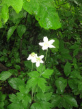 AT 50 Miler 314 Mt Flower on Bald Mt.jpg