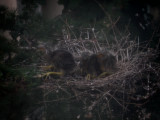 Heron, Yellow Crowned Night Heron Babies 6-29-10 b.JPG