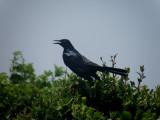 Grackle BT OBX 6-10.JPG