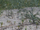 Plover Piping Chick OBX 6-10.JPG