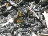 AT 50 Miler 521 Tiger Swallowtail.jpg