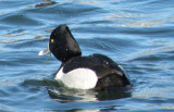 Duck Ringneck hampton VA 2010 a.JPG