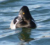 Duck Ringneck hampton VA 2010 c.JPG