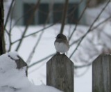 Sp Junco Oregon Hampton VA 12-10a.JPG