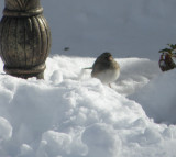 Sp Junco Oregon Hampton VA 12-10 d.JPG