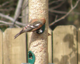 Crossbill White Winged 1-11 Richmond VA v.JPG