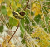Goldfinch Chicago Northerly Park Oct 12 aa.JPG