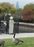 Goose Canada Chicago northerly Park Oct 12 b.JPG