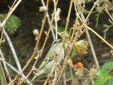 Kinglet Golden Cr Chicago Northerly Park Oct 12 e.JPG