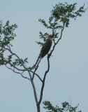 Raptor Goshawk Chicago Northerly pk Oct 12 p.JPG