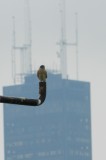 Raptor Kestrel  Chicago Northerly Park Oct 12 i.JPG