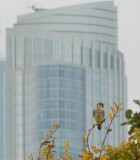 Raptor Kestrel  Chicago Northerly Park Oct 12 l.JPG