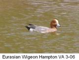 Duck Widgeon, Eurasian Hampton VA  3-06.JPG